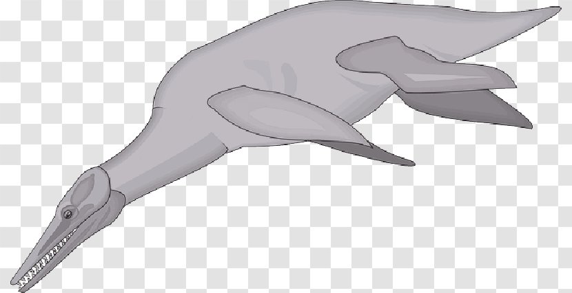 Vector Graphics Image Pixabay Fish - Video - Blue Whale Transparent PNG