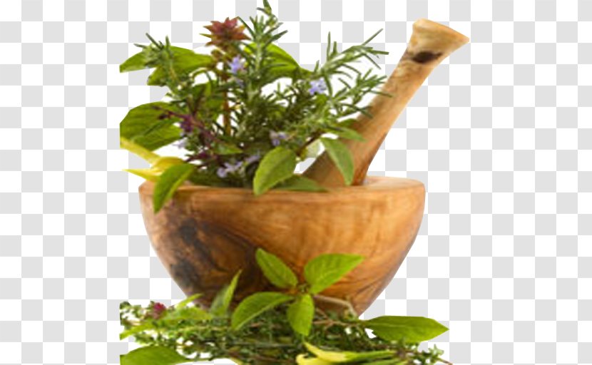 Herbalism Alternative Health Services Traditional Chinese Medicine - Therapy Transparent PNG