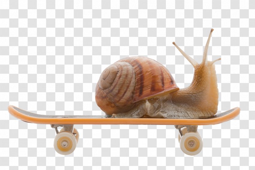 Snail Gastropods Slug Wallpaper - Stock Photography - Snails Transparent PNG