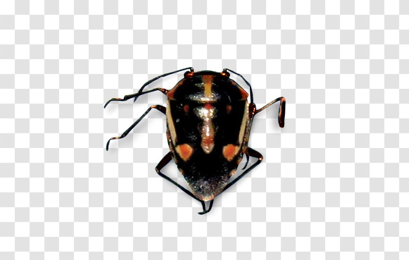 Bagrada Bug True Bugs Stink Harlequin Pest - Agriculture Transparent PNG