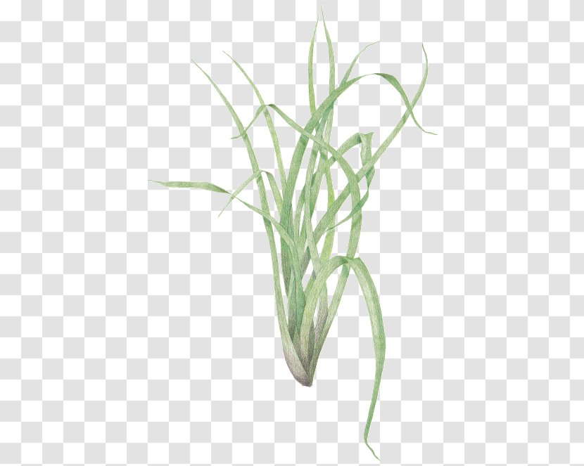 Sweet Grass Cymbopogon Citratus Plant Propagation Herb Transparent PNG