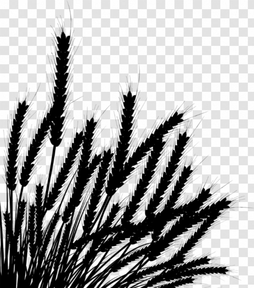 Wheat Photography Drawing - Fealds Transparent PNG