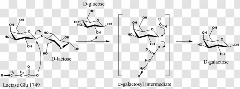 Milk Lactase Galactose Hydrolysis - Cartoon Transparent PNG