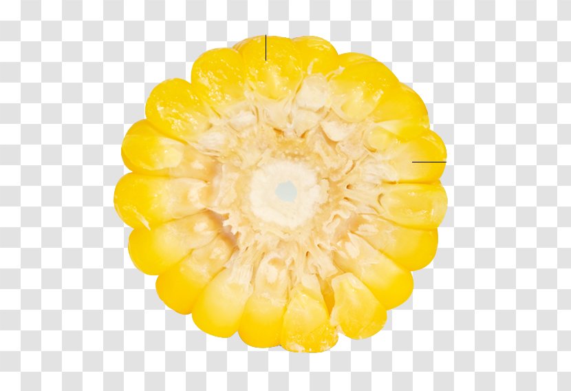 Waxy Corn Organic Food Kernel Corncob - Sunflower - Side View Transparent PNG