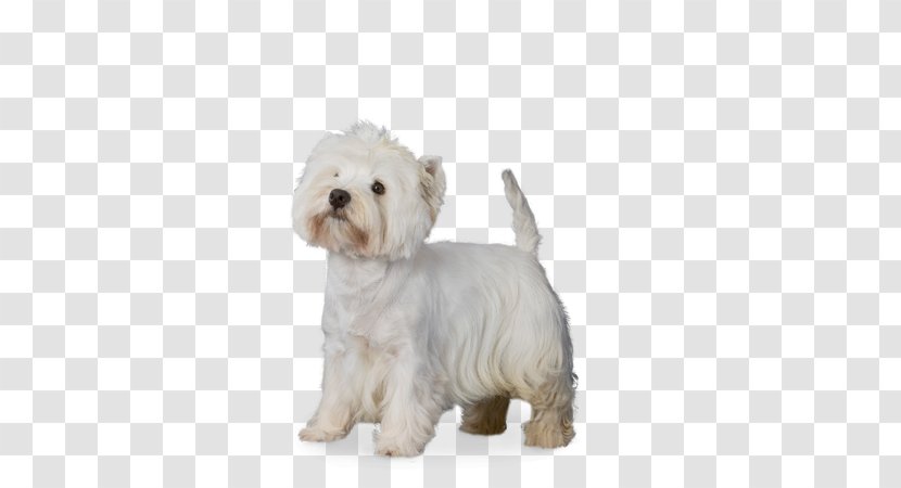 Maltese Dog West Highland White Terrier Dandie Dinmont Havanese Bolonka - Coat - Puppy Transparent PNG