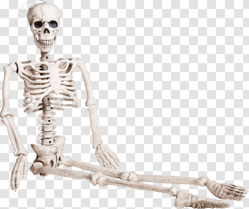 Human Skeleton Bone Homo Sapiens - Seated Transparent PNG