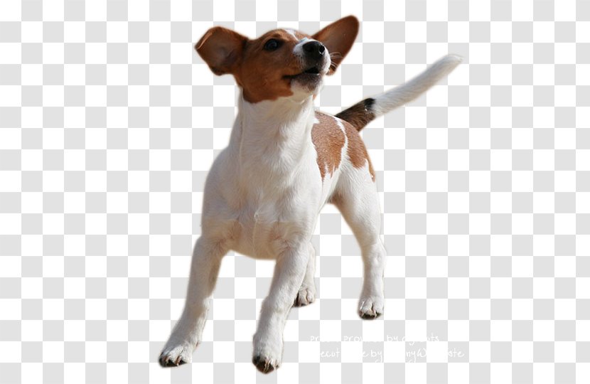 Jack Russell Terrier Parson Miniature Fox Smooth Rat - Puppy Transparent PNG