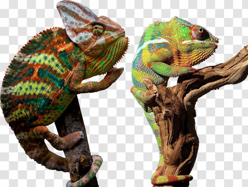 Chameleons - Reptile - Animal Physical Chameleon Transparent PNG
