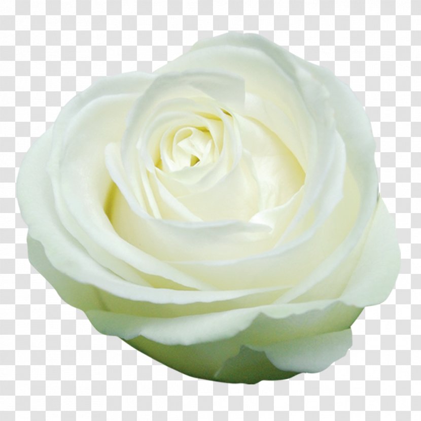 Garden Roses Cabbage Rose Cut Flowers Floristry Flower Bouquet Transparent PNG