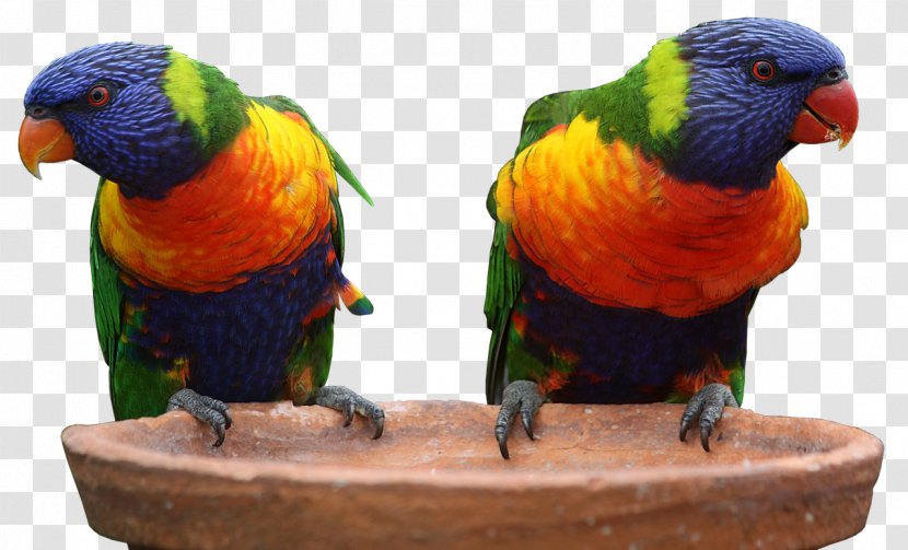 Australia Parrot Bird Budgerigar Rainbow Lorikeet - Pet Transparent PNG