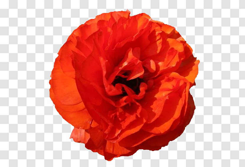 Garden Roses Red Poppy Flower - Shutterstock - An Orange Peony Transparent PNG