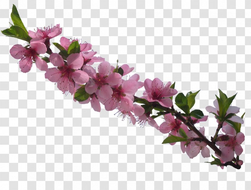 Flower Image Stock.xchng Material - Blossom Transparent PNG