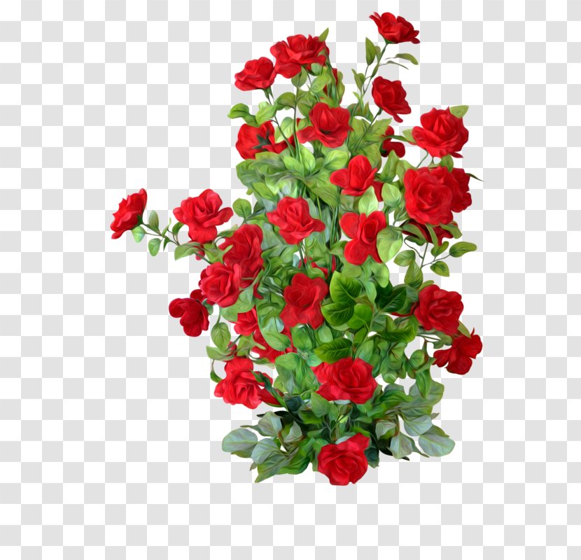 Garden Roses Centifolia Flower - Pink Family - Red Rose Bushes Transparent PNG