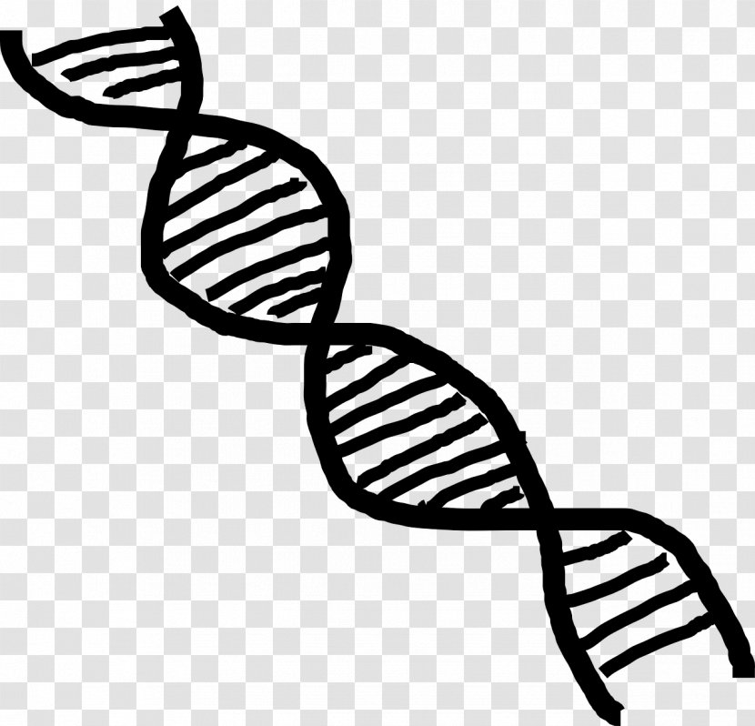 DNA Nucleic Acid Double Helix Vector Clip Art - Thumbnail Transparent PNG