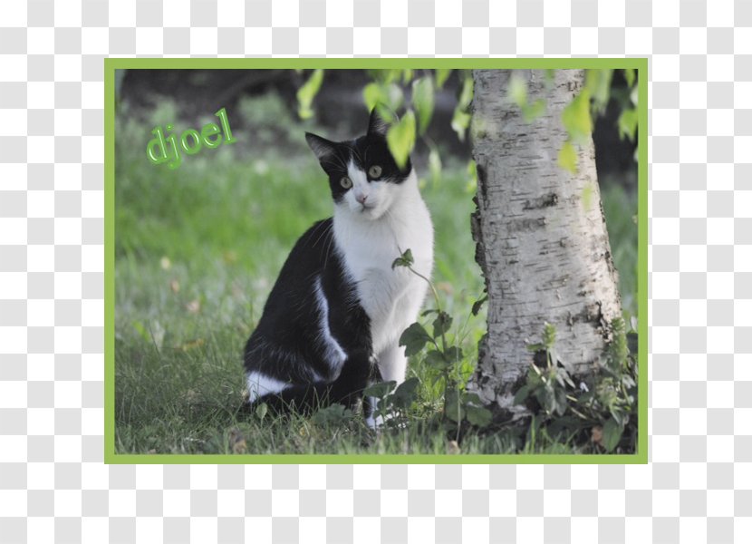 Whiskers Cat Fauna Tail Wildlife - Like Mammal Transparent PNG
