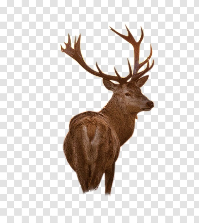 IPhone 5s 7 Plus 3GS 6S - Iphone 6s - Deer Transparent PNG