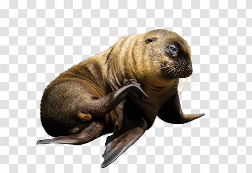 Sea Lion Earless Seal Walrus Mammal - Marine Transparent PNG