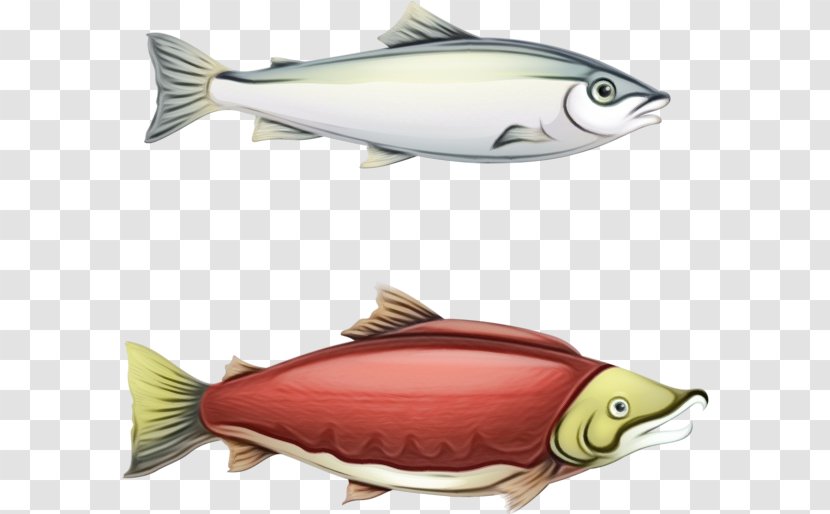 Fish Sockeye Salmon Products - Rayfinned - Fin Transparent PNG
