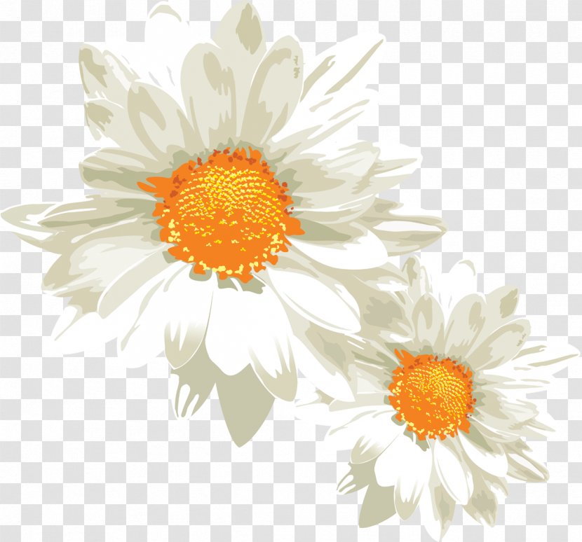 German Chamomile Clip Art - Photography - Camomile Transparent PNG