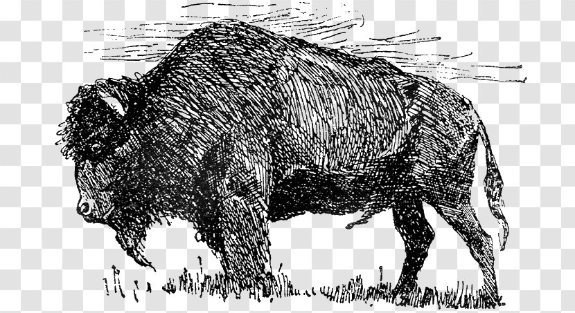Bison Drawing - Organism Transparent PNG