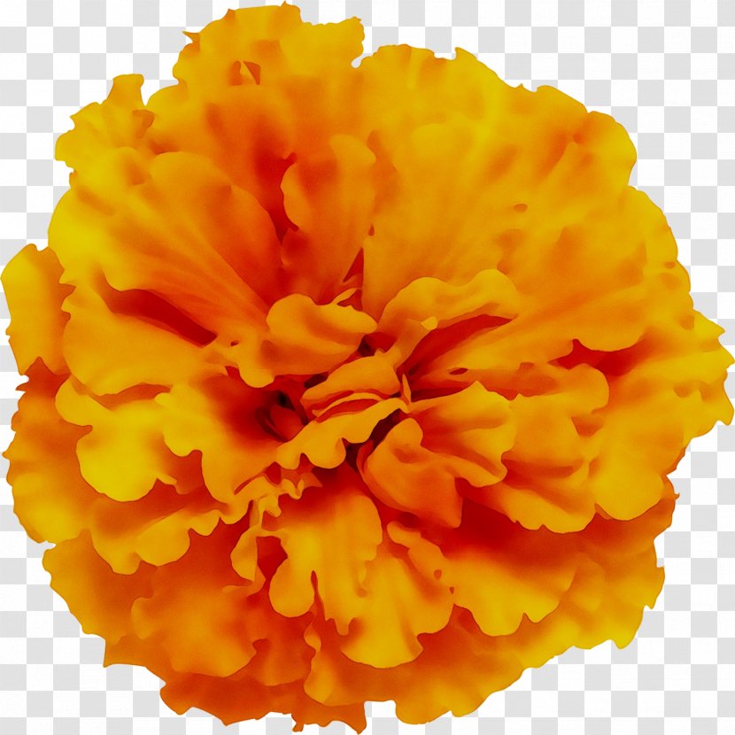 Carnation Cut Flowers - Petal - Orange Transparent PNG