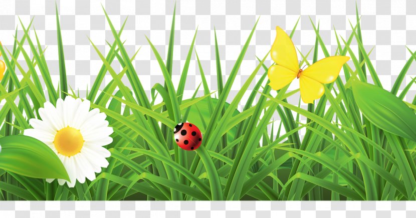 Vector Graphics Spring Flowers Galore & More Florist Illustration - Lawn - Grass Border Texture Transparent PNG