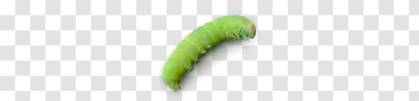 Caterpillar Agriculture Icon - Angling - Green Bug Transparent PNG