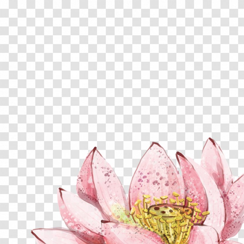 China Nelumbo Nucifera Watercolor Painting - Plant - Lotus Flower Transparent PNG