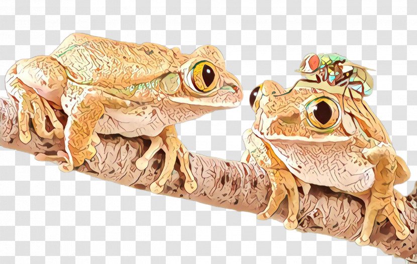 Frog True Frog Toad True Toad Bullfrog Transparent PNG