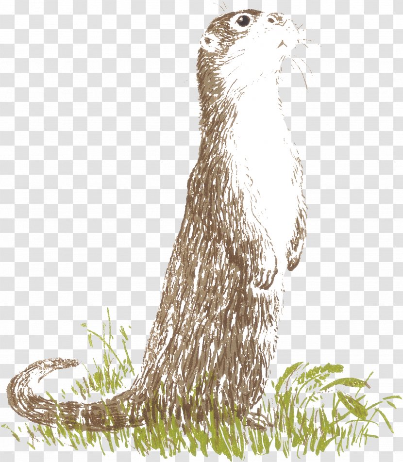 Otter Cartoon - Whiskers - Drawing Sea Transparent PNG