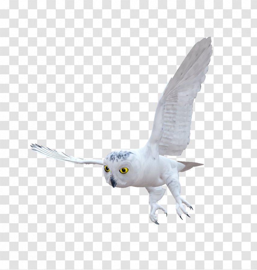 Hummingbird Owl Email Clip Art - Bird Of Prey - Owls Transparent PNG