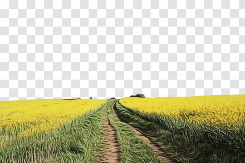 Field Natural Landscape Grassland Yellow Environment - Prairie - Plant Grass Family Transparent PNG