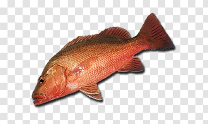 Northern Red Snapper Fish Products 09777 Tilapia Barramundi - Salmon Transparent PNG