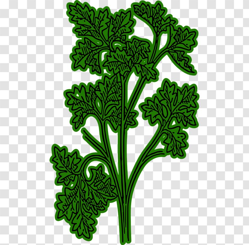 Parsley Root Herb Chervil Clip Art - Leaf - Cliparts Transparent PNG