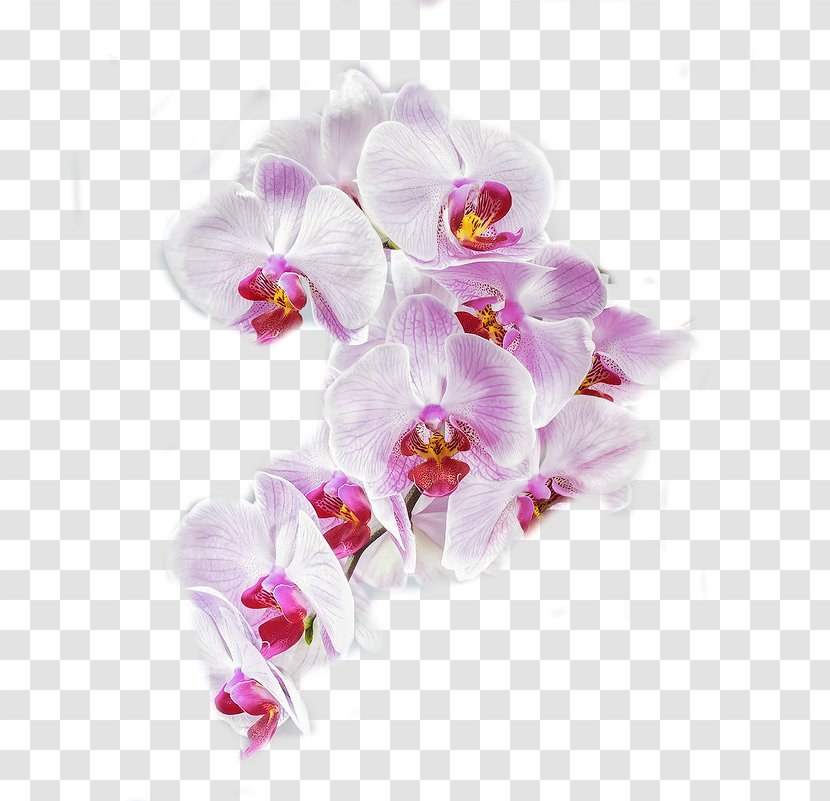 Moth Orchids Cut Flowers Petal - Violet - Plant Transparent PNG