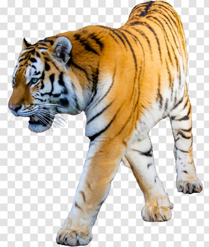 Cat Lion Siberian Tiger Bengal Clip Art Transparent PNG