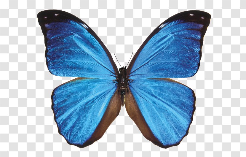 Butterfly Morpho Menelaus Didius Peleides Neotropical Realm - Blue - Sky Background Transparent PNG