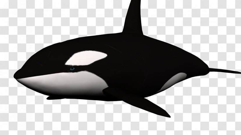 Killer Whale Shark Clip Art - Shamu Transparent PNG