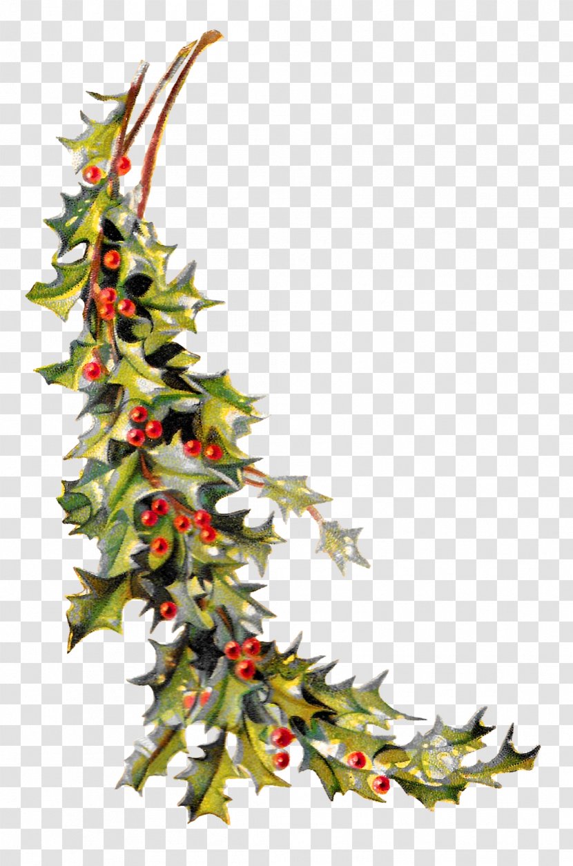 Christmas Ornament Common Holly Clip Art - Leaf - HOLLY Transparent PNG