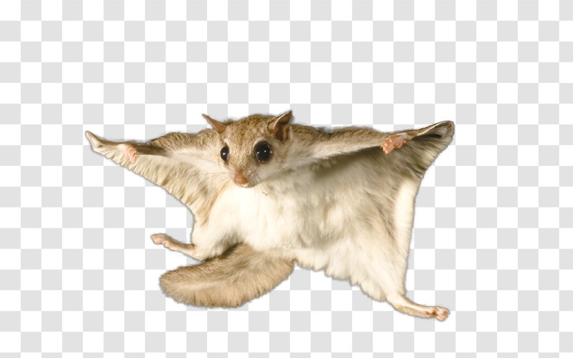 Flying Squirrel Bat Rodent Raccoon - Southern Transparent PNG