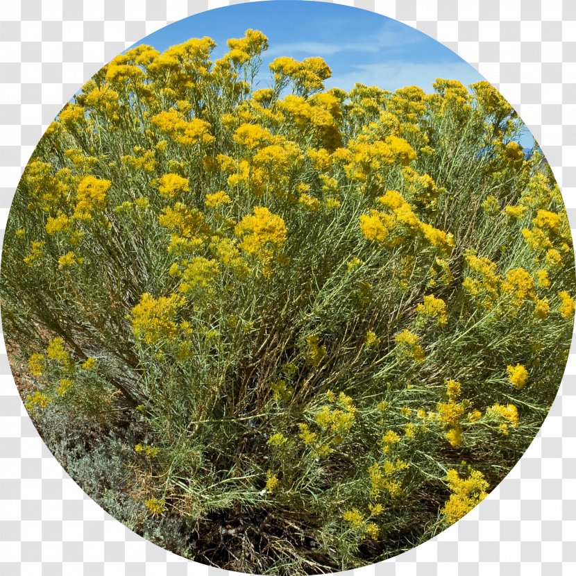 Brush Rabbit Plant Ericameria Nauseosa European - Desert Cottontail - Essential Oil Transparent PNG
