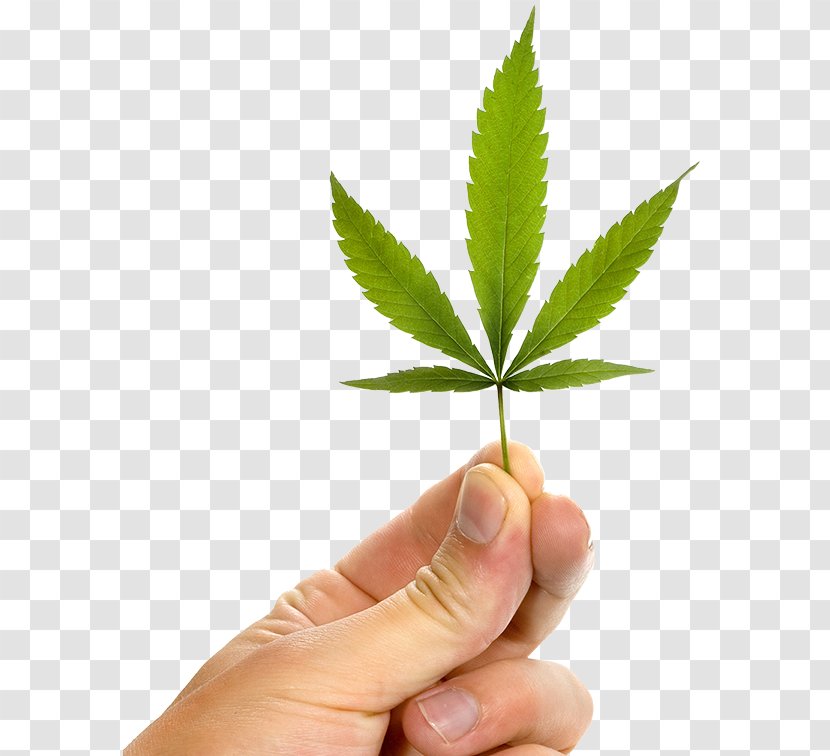 Cannabis Ruderalis Medical Medicine Tetrahydrocannabinol - Alternative Transparent PNG