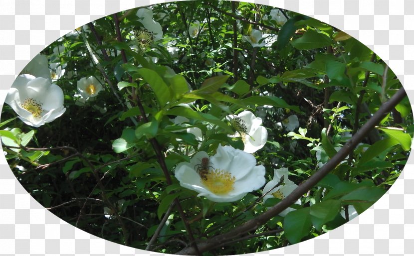 Flora Rose Family Wildflower - Climbing Transparent PNG
