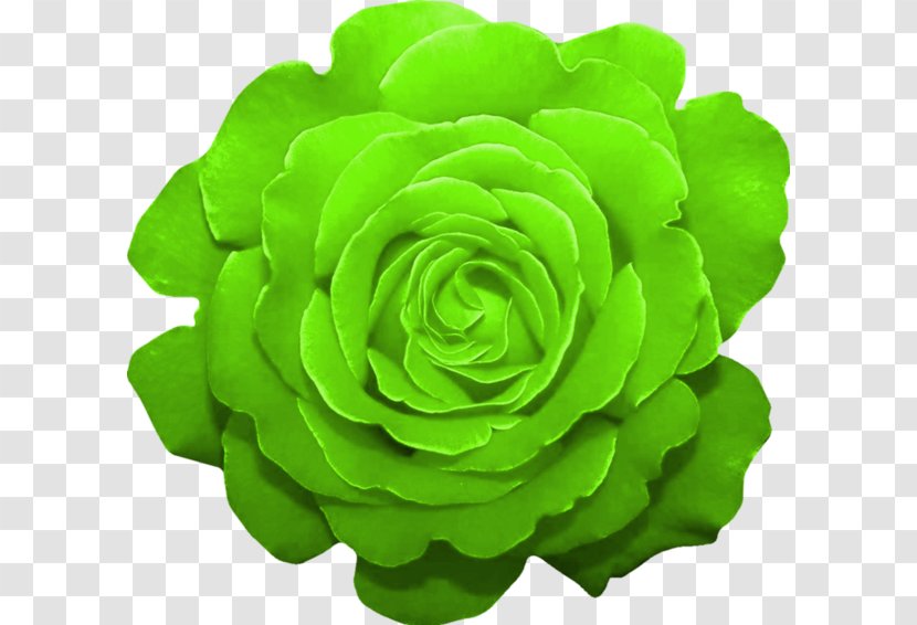 Garden Roses Green Cut Flowers Color - Floral Design - Bouqets Transparent PNG