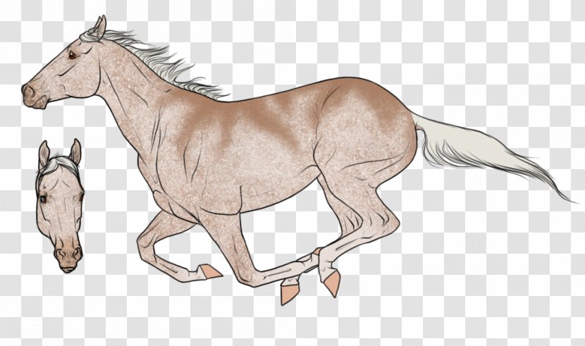 Foal Mustang Colt Stallion /m/02csf Transparent PNG