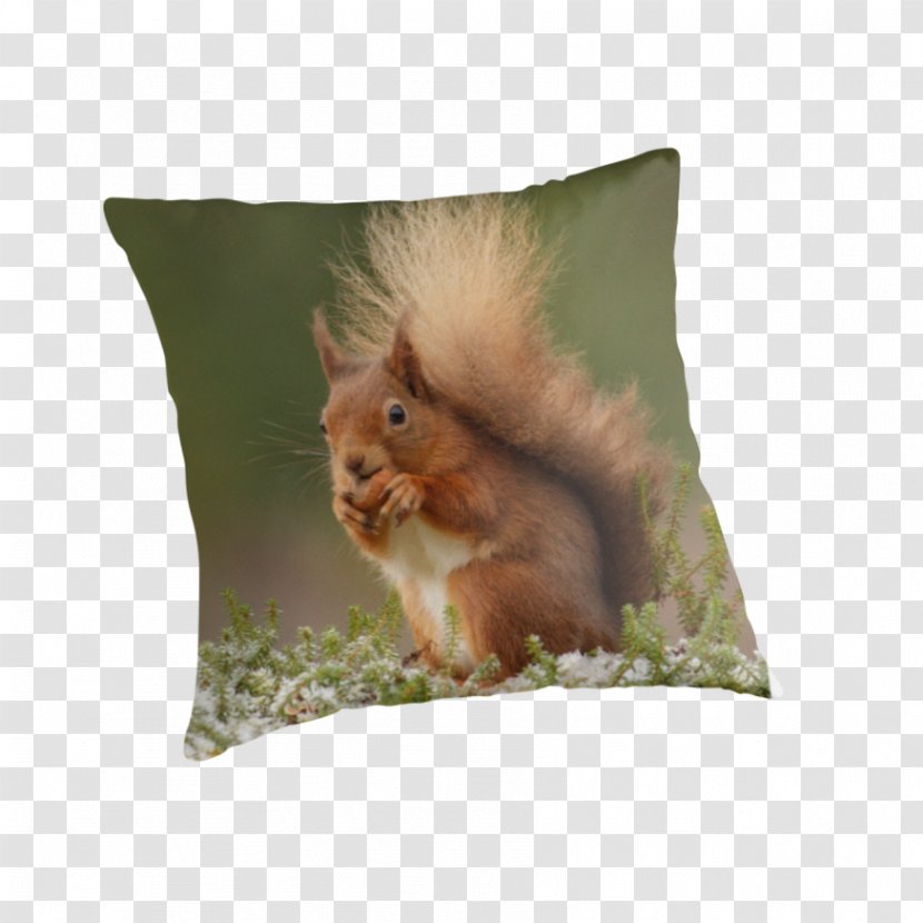 Squirrel Throw Pillows Cushion Whiskers - Snout - Red Transparent PNG