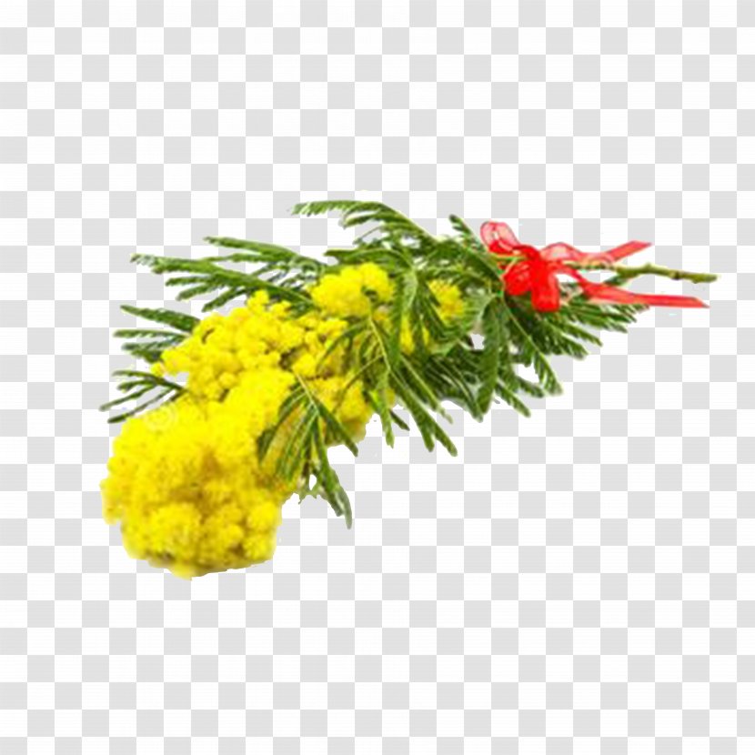 Acacia Dealbata Royalty-free Photography Flower - Vase - Mimosa Bouquet Transparent PNG