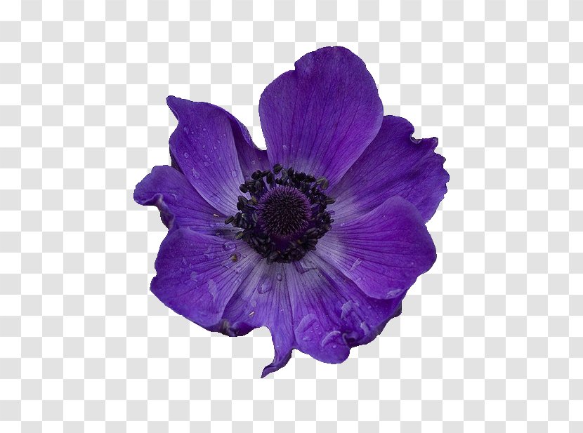 Flower Purple Violet - Lavender Transparent PNG