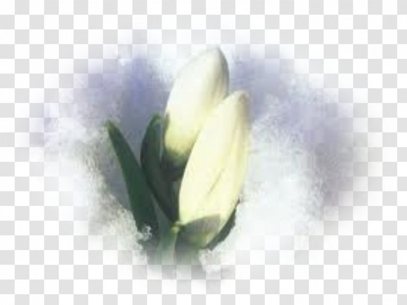 Photography Perce-neige Snow Desktop Wallpaper Spring - Crocus Transparent PNG