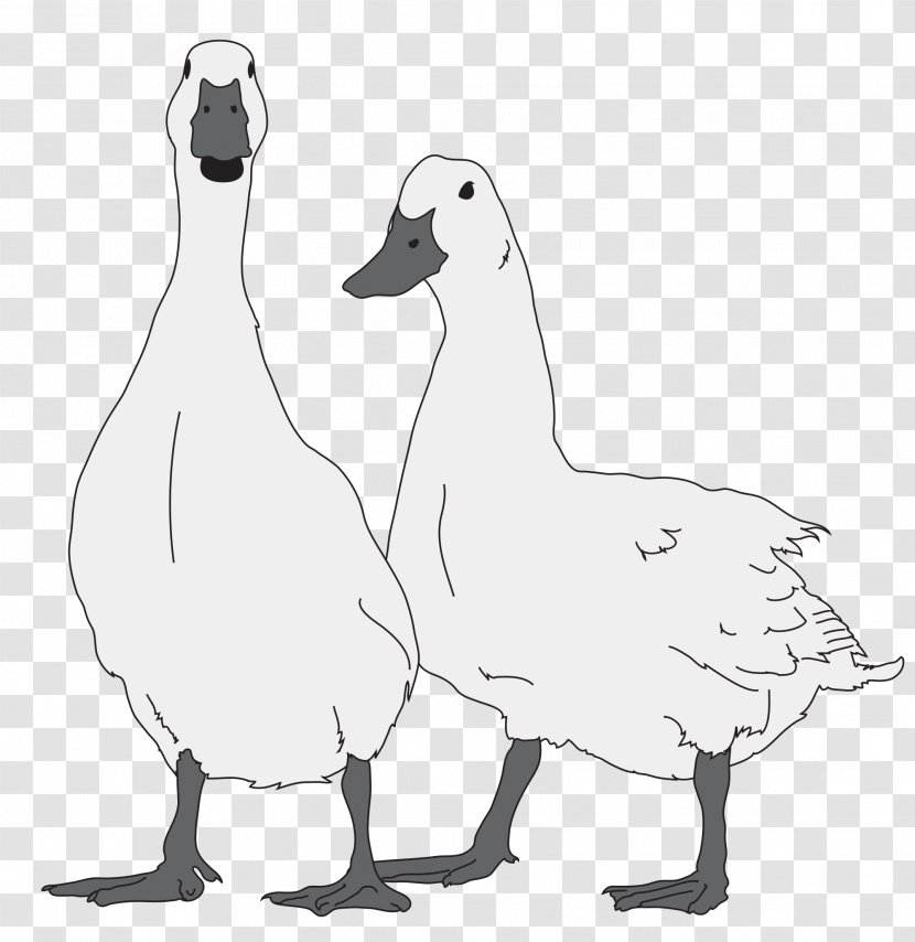 Goose Bird Duck - Ducks Geese And Swans Transparent PNG